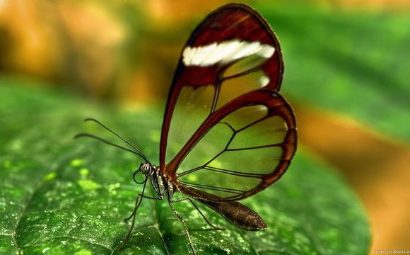 Сегодня гусеница, завтра бабочка: смена убеждений в одной голове
